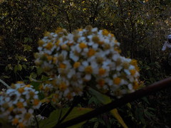 Alloispermum integrifolium