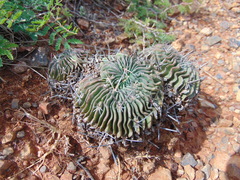 Echinofossulocactus phyllacanthus