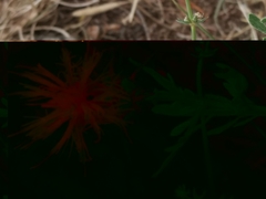 Centaurea ceratophylla