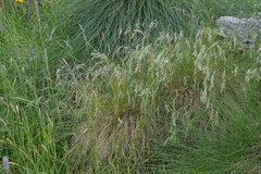 Festuca scabriculmis