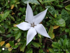 Rosenbergiodendron formosum