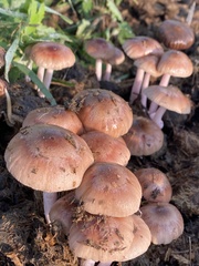 Bolbitius coprophilus