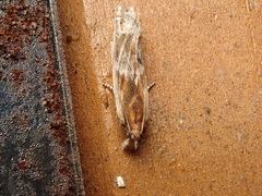 Eucosma cana