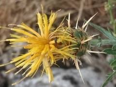 Centaurea ceratophylla