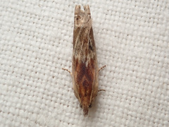 Eucosma cana