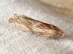 Eucosma cana
