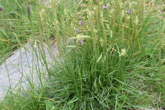 Plantago maritima serpentina