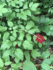 Actaea rubra