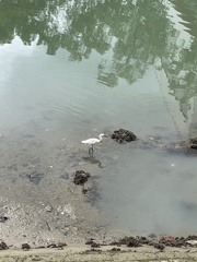 Egretta garzetta