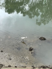 Egretta garzetta