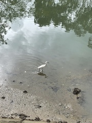 Egretta garzetta