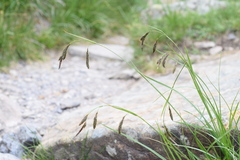 Carex frigida