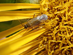 Plagiognathus arbustorum