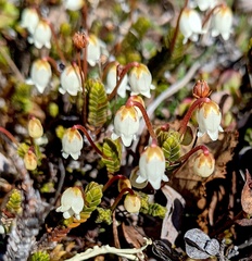 Cassiope tetragona
