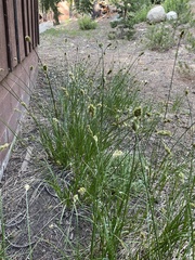 Carex athrostachya