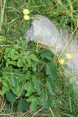 Laserpitium gaudinii