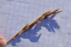 Bromus erectus