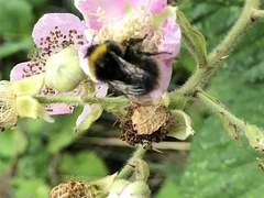 Bombus pratorum