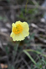 Papaver pulvinatum