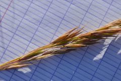 Bromus erectus