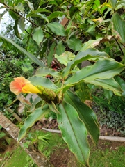 Costus allenii