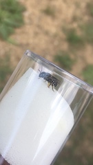 Anthidium punctatum