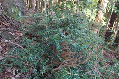 Ilex crenata crenata