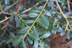 Ilex crenata crenata