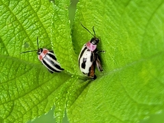 Alagoasa bipunctata familiaris