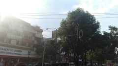 Parabuteo unicinctus