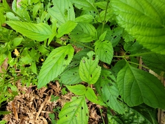 Alagoasa bipunctata familiaris