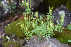 Cardamine resedifolia