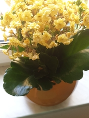 Kalanchoe blossfeldiana