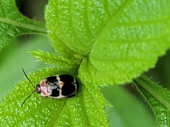 Alagoasa bipunctata familiaris