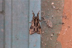 Dasychira antica