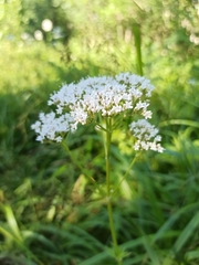 Valeriana officinalis