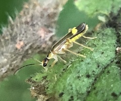 Malthinus seriepunctatus