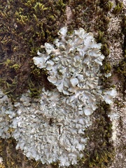 Punctelia subrudecta