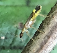 Malthinus seriepunctatus