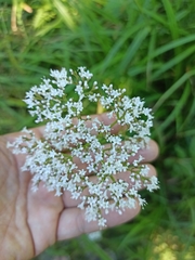 Valeriana officinalis