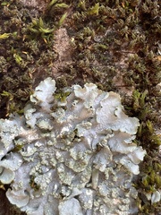 Punctelia subrudecta