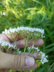 Valeriana officinalis