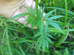 Valeriana officinalis