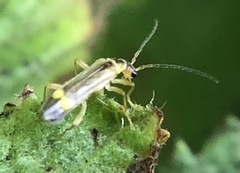 Malthinus seriepunctatus