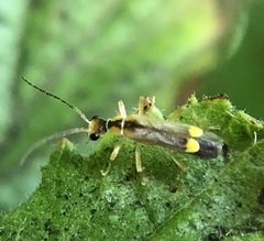 Malthinus seriepunctatus