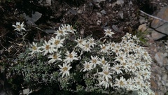 Leontopodium microphyllum