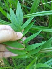 Valeriana officinalis