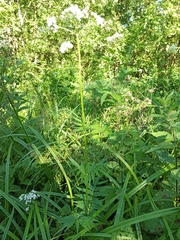 Valeriana officinalis