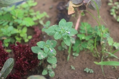 Stemodia verticillata