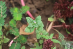 Stemodia verticillata